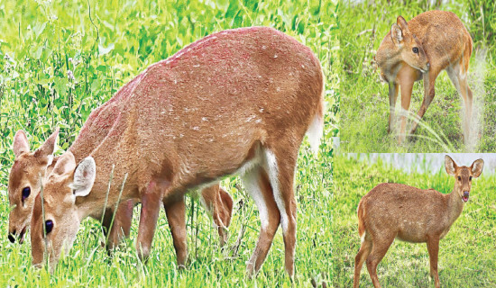 Hog Deer Of The Lowlands