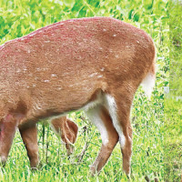 Government forms high-level body to study aviation safety