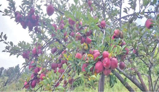 Border crackdown disrupts apple re-export trade