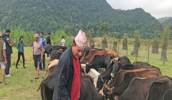 Tanahun marks Matatirtha Aunsi with devotional cow feeding