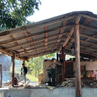 Silent Threat Of Wild Mushroom Poisoning