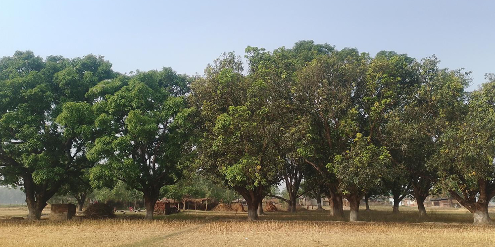 Destructive fungal infection likely to decline mango production in Banke