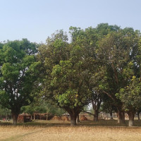 PM Oli urged to call National Coordination Council meeting