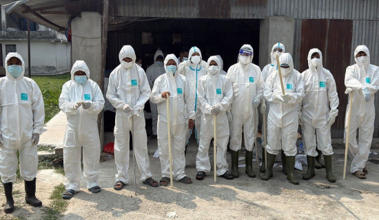 Bird flu: 227 thousand chickens being culled in two farms in Koshi