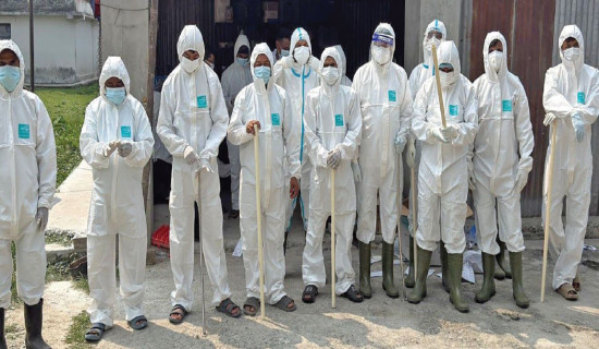 Poultry sector losses Rs. 500M due to bird flu