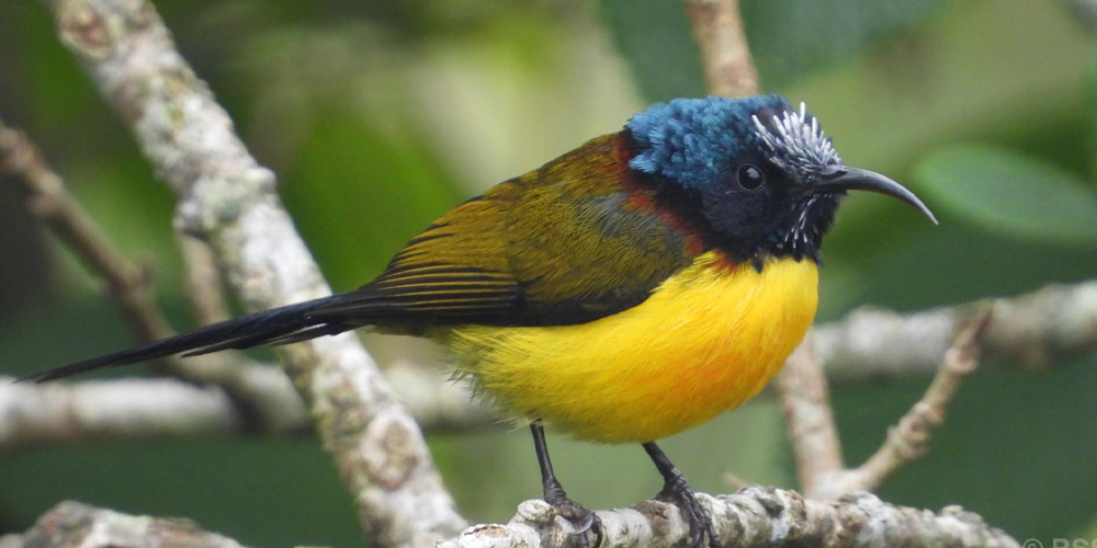 30 new species of birds spotted in Gulmi