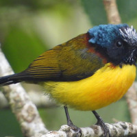 Minister Basnet leaves for Egypt to attend Global Conference