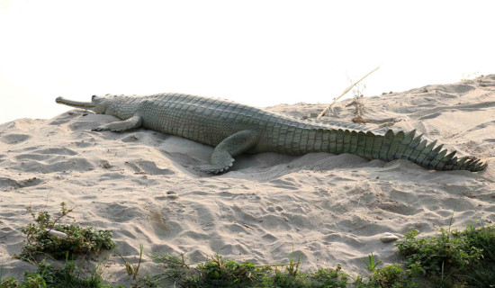 17  Gharial nests found along Rapti River