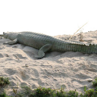 Supplies of meat, alcohol restricted in Janakpurdham in view of Bibaha Panchami festival