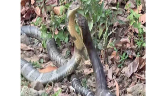King cobras spotted in Kailari