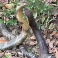 Four injured in jeep accident