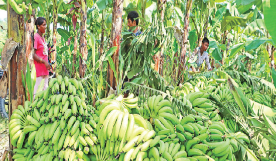 Taxpayer services begin from Beni Municipality