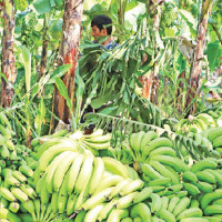 Domestic flights affected