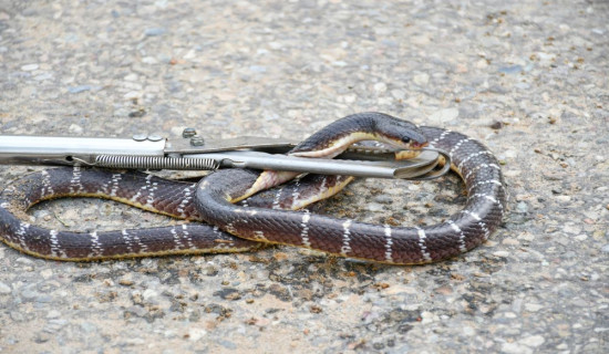 Venomous snakes start appearing in Banke with increase in heat