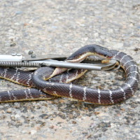 Police personnel dies from altitude sickness