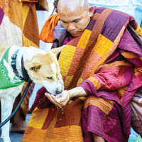 Injured man-eater relocated to Bardiya