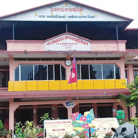 Paddy plantation in Khokana (Photo Feature)