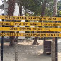 Gandaki govt drafts bill for marijuana farming, license mandatory