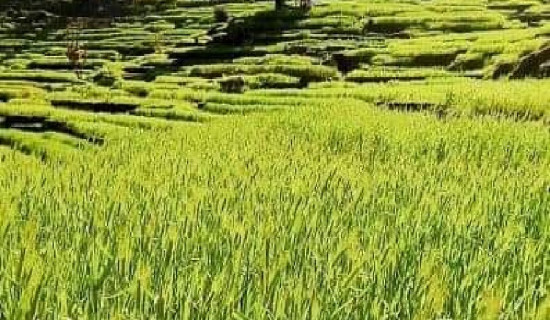 Lawmakers propose to further revise Citizenship Act to end discrimination