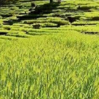 Thailand, Cambodia clash despite ceasefire hopes