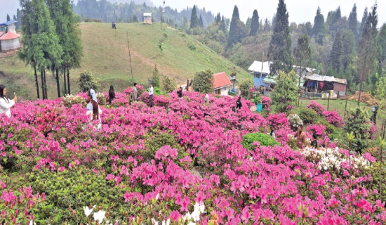 Gufapatal in full bloom of Azelea draws crowds of tourists