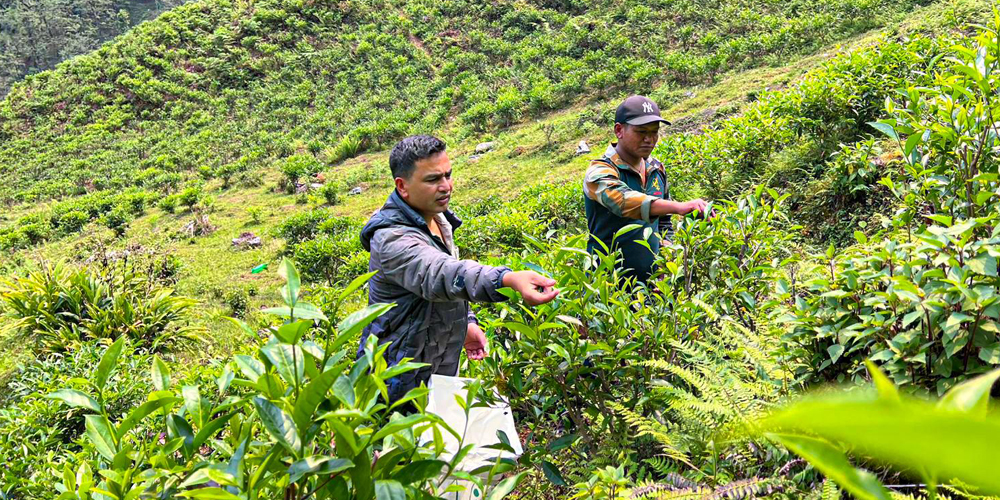 How a ward official's idea changed the identity of Reshgaon into 'tea village'