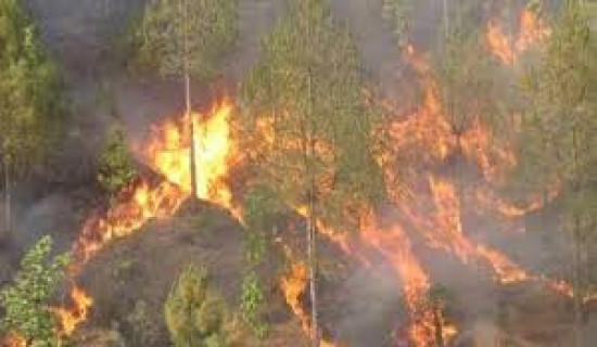 Banke reports 12 forest fires