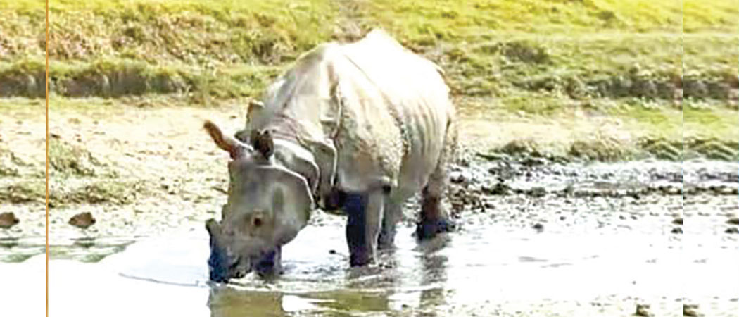 CG's toxic waste pollutes water, wildlife at risk