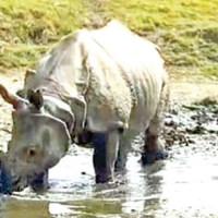 36 die from dengue in 28 days