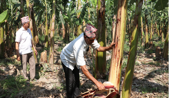 Banana: Farmers get just Rs 60 a dozen but it is Rs 200 in market