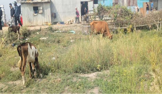 Farmer hit as riverside clearance exposes livestock