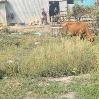 APF clinch Chandragadhi Women's Gold Cup title