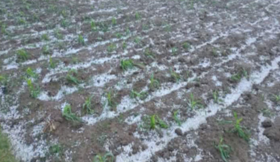 Storm damages winter crops in Pokhara