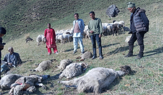 16 sheep and goats killed and 38 missing due to landslides and lightning