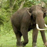 'Republic was impossible without women's participation in People's War'