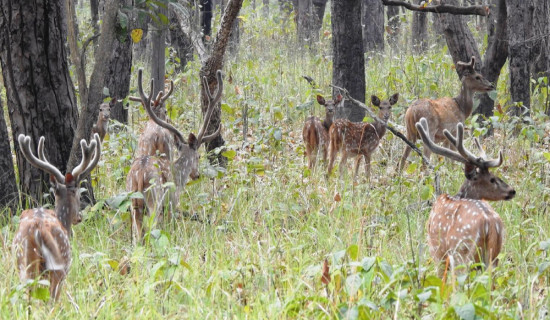Over 2,600 people visit Shuklaphanta National Park in six months