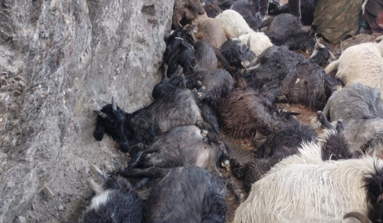 Fire destroys 330 hectares of forest in Jumla