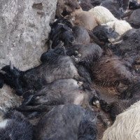 Up to three persons allowed to see off, receive  passengers at TIA