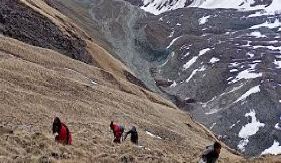 Snow leopard victims provided relief amount in Upper Mustang
