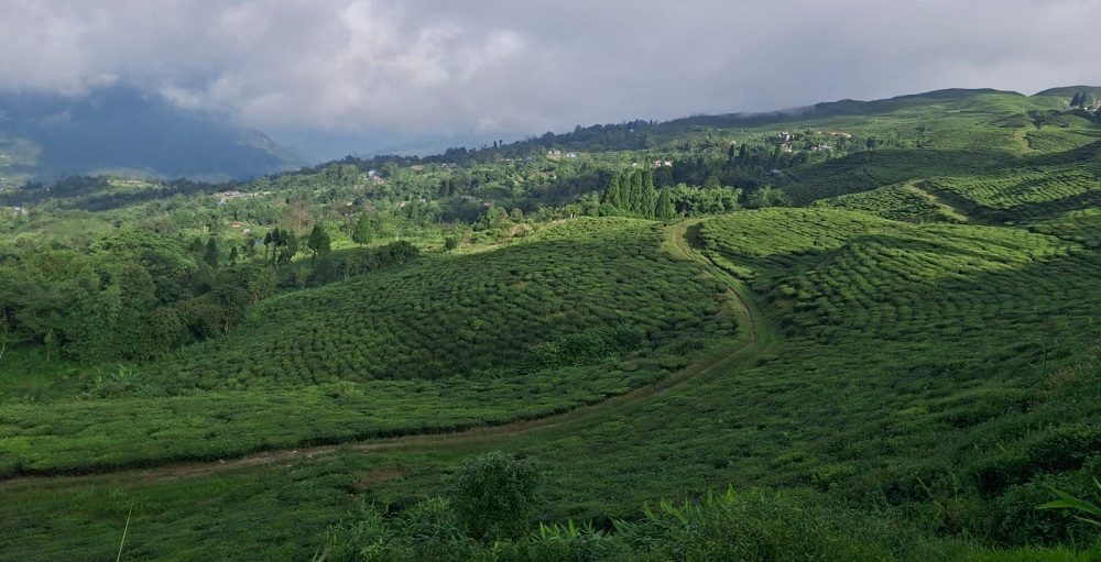 Nepali tea export to face crisis with India's new lab test rule