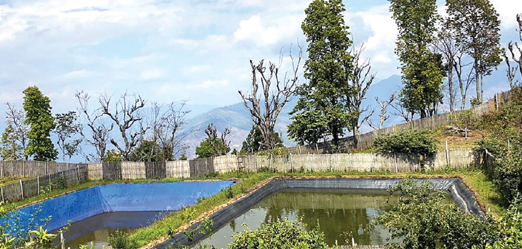 Water harvesting revives Bandukedanda's orchards