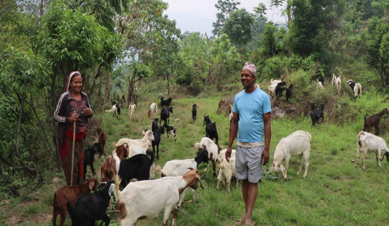 Govt employee quits job, finds niche in goat rearing