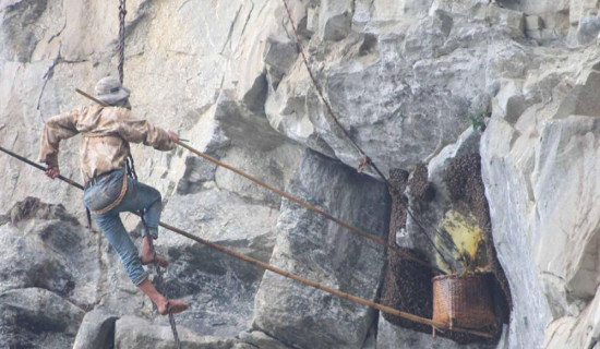 'Honey hunting' festival in Khotang