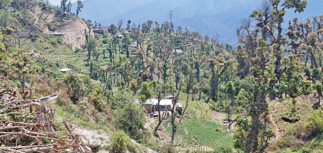 Forest technicians call for controlling forest encroachment