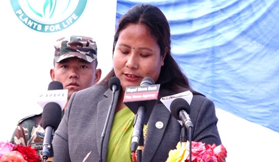 Banana farming in Chitwan reports TR4 infection