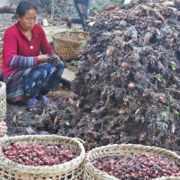Ratnanagar festival brings 180,000 visitors till 9th day