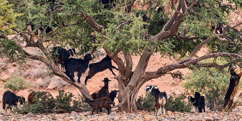Int'l Day of Argania being observed today