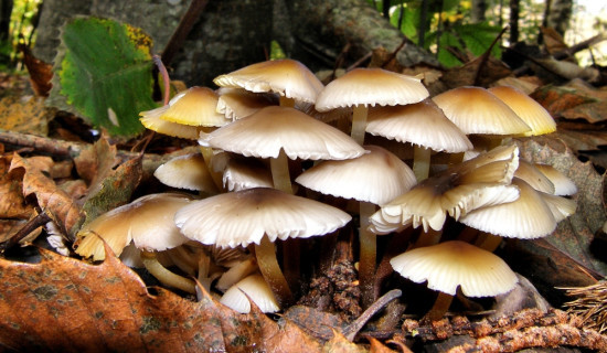 11 fall sick after consuming wild mushroom