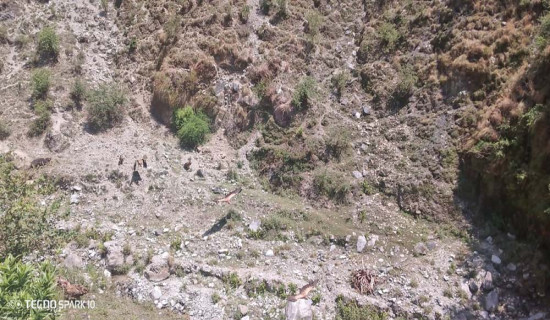 Vultures reappear in Bajura after  long absence