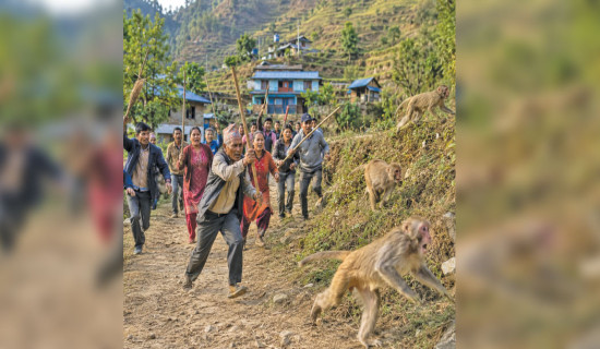 Municipality declares holiday to chase monkeys